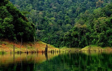 Contoh hutan paya air tawar di malaysia. Kehijauan | Ketenangan di Tasik Temenggor, Perak | Foto ...