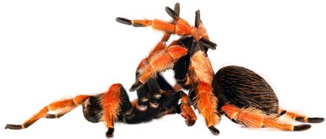Tarantula Reproduction A Fascinating Insight Into How These Spiders Procreate Homeostasis Lab