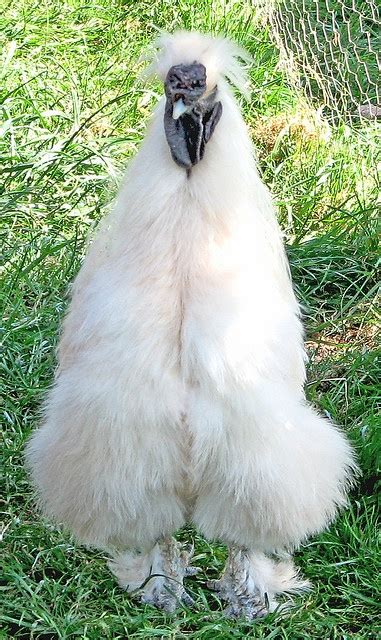 20 Amazing Rare Chicken Breeds With Special Characteristics The