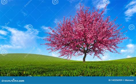 Landscape With Sakura Cherry Tree In Full Blossom Stock Image Image