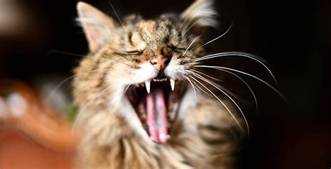 How To Handle A Cat Attack And What To Do To Prevent It Cat Behavior