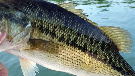 At artranked.com find thousands of paintings categorized into thousands of categories. Differences Between Largemouth Bass and Spotted Bass ...