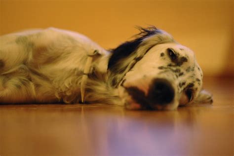 Fatigue Or Lethargy In Dogs Symptoms Causes And Treatment