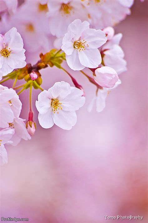 #flowers #flowersdps #flowerpics #bouquet #bouquetpics #bouquetdps #dps #rosedps #rosepics #rose #flowerdp #fbdps #latestdpspics #heartdps #lovedpspics #prof. Beautiful Flowers for whatsapp