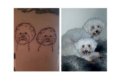 17 Beautiful Bichon Frise Tattoos Page 3 Of 6 Pettime