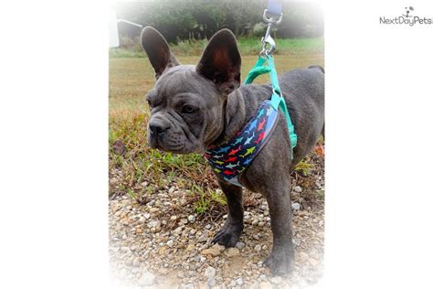 Wiggles French Bulldog Puppy For Sale Near Lawrence Kansas