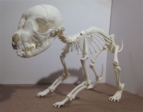 Animal Skeletons Tumblr Animal Skeletons Skeleton Skull And Bones