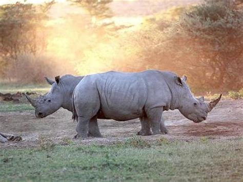 Khama Rhino Sanctuary Campsite Drive Botswana