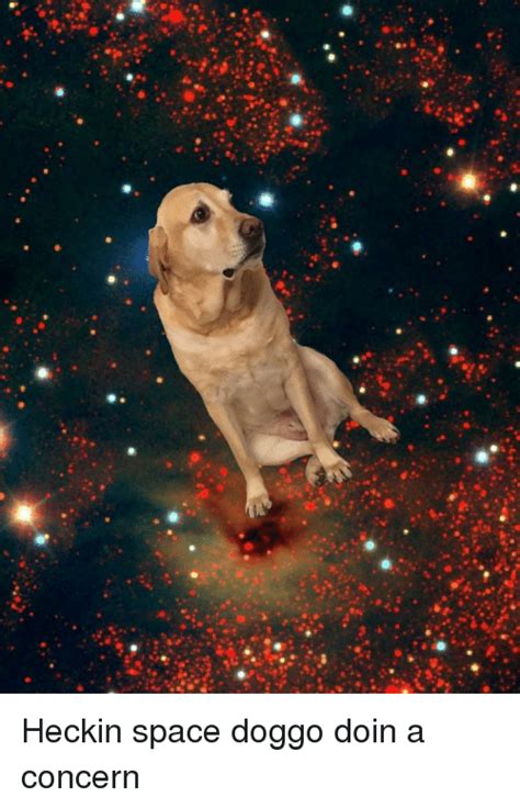25 Best Memes About Space Doggo Space Doggo Memes