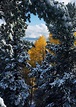 First snow in Conifer, Colorado (OC taken by my Dad) [960x682 ...