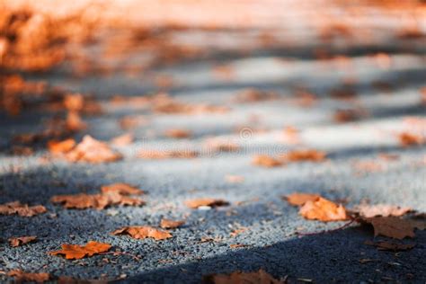Autumn Alley In The Park Hidden By Yellow Leaves Stock Photo Image Of