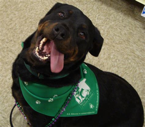 Stray Rescue Dog for Adoption « St Louis Dogs