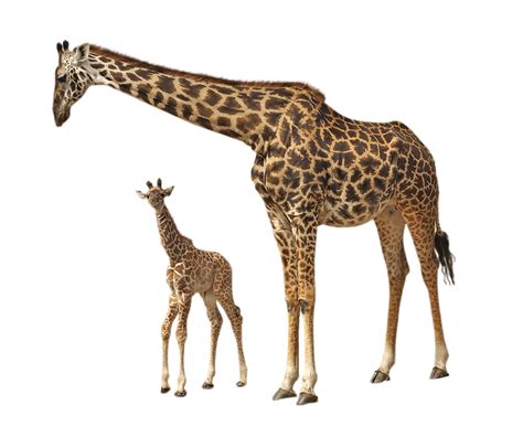 Collection Of Png Hd Giraffe Pluspng