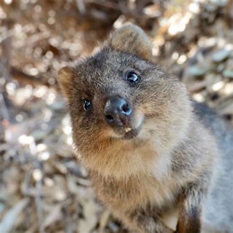 As i walked back to my bike, the quokka chased after me, campbell told the news outlet. Quokka - Facts, Information and Pictures | by Pets Planet ...