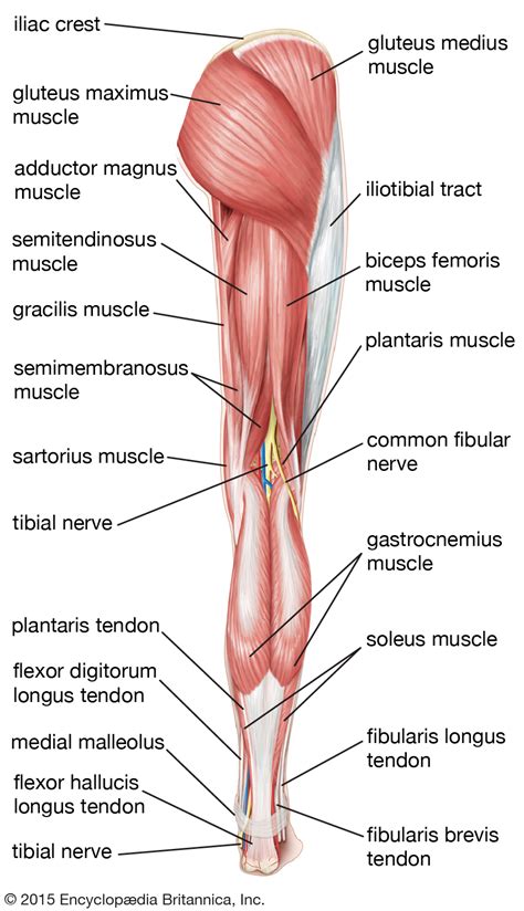 The english name for this muscle is the muscle that stretches the band on the side. leg | Definition, Bones, Muscles, & Facts | Britannica