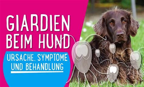 Mein kleiner bekommt immer einen hellbraunen aber eben auch weichen stuhl wenn etwas mit dem. Giardien beim Hund - Ursache, Symptome und Behandlung