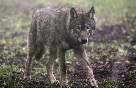 Wolves Bears And A Slew Of Other Creatures Are Making A Comeback In