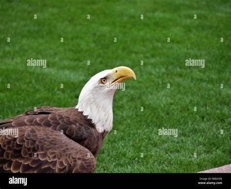 North American Bald Eagle Stock Photo Alamy