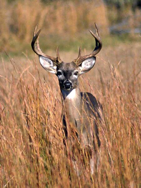 Big White Tailed Bucks By The Bushel At Oklahomas Rut N Strut