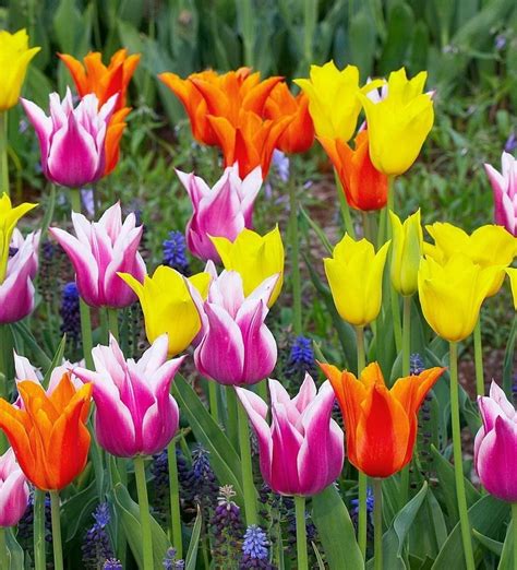 Beautiful Tulips Flowers Photo 33875500 Fanpop Page 19