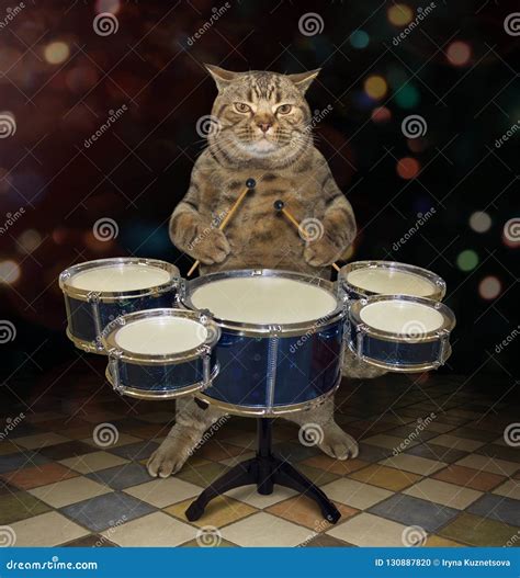 Cat Plays The Drums 2 Stock Photo Image Of Melody Performer 130887820