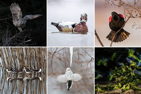 The 2018 Audubon Photography Awards Winners Audubon
