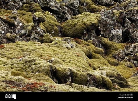 Moss Covered Lava Fields Blue Lagoon Grindavik Reykjanes Iceland