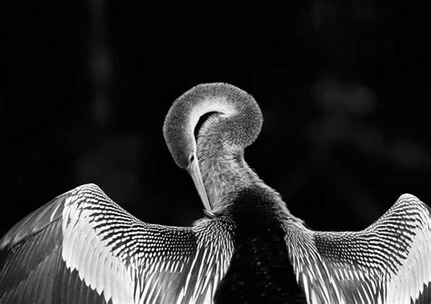 araquém alcântara biguatinga 1 pantanal brazilian birds for sale at 1stdibs