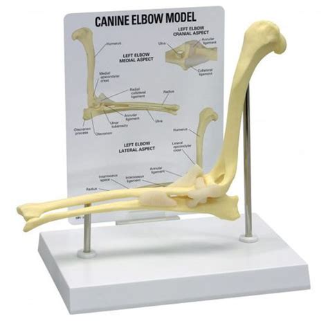Elbow Anatomical Model 9070 Gpi Anatomicals Veterinary For