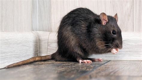 La Rata Negra ¿es Agresiva ¿es La Más Grande Del Mundo