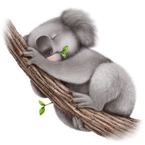 Clipart De Koala Png Png Mart