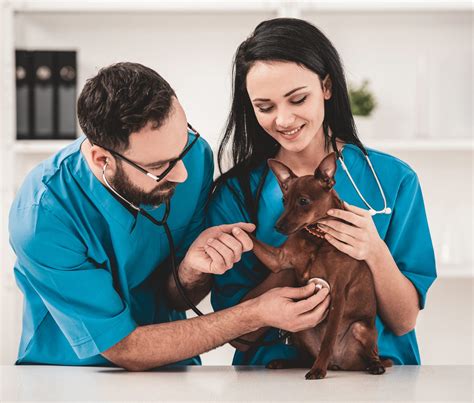 See How To Become A Veterinary Technician In 2020