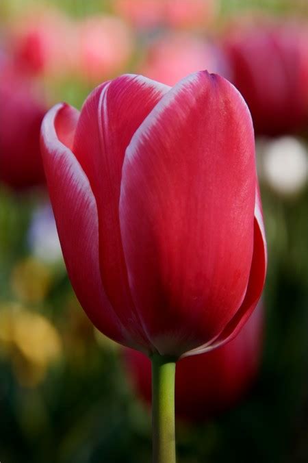 Tulip Tulip Flower Cup Shaped Flower Showy Flowers