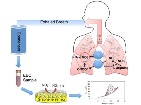 An attack means a person's lungs are getting asthma is a chronic disease that affects your airways. Graphene-based sensor could improve evaluation, diagnosis ...