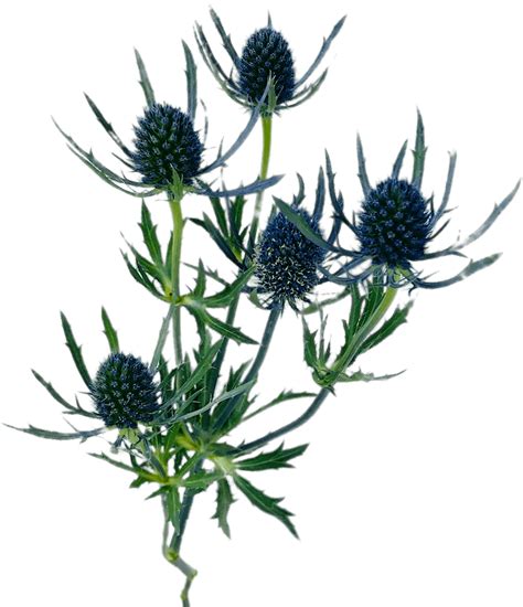 Blue Thistle Distaff Thistles Clipart Large Size Png Image Pikpng