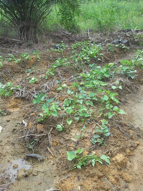 Check spelling or type a new query. Tanaman Halia: UBI RAMBAT