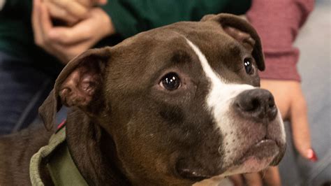 Stark Dog Warden, Ridgeside K9 partner to train shelter dogs