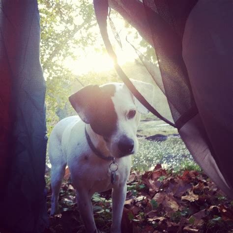 Shenandoah river outfitters has updated their hours and services. Love camping in Luray, Virginia. One campsite option is ...
