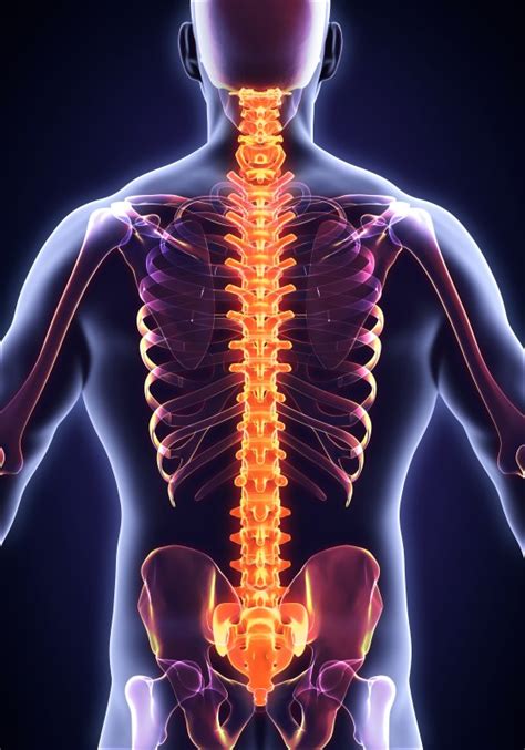 Our Ealing Chiropractor Explains The Most Common Spine Dysfunctions