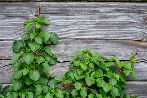 The Uks 7 Best Climbing Plants For Shade Upgardener