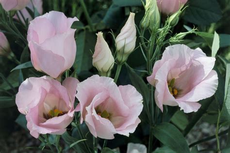 How To Grow And Care For Lisianthus Flowers