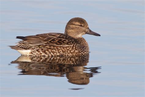 475152 from all about birds, cornell lab on vimeo. Identifying Blue-winged Teal, Green-winged Teal, and ...