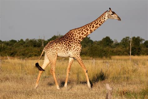 Giraffa Camelopardalis Thornicrofti ♀ Thornicrofts Giraf Flickr