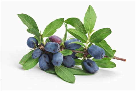 Синие с легким белым налетом ягоды жимолости обладают необычным и приятным вкусом. Ягоды жимолости, посадка, уход, выращивание