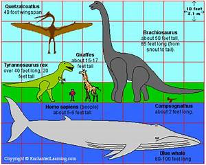 Animal Size Comparison Chart This Is A Scientifically Accu Flickr
