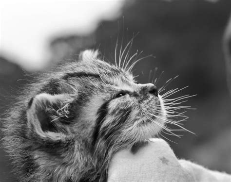 Free Images Black And White Animal Cute Pet Kitten Fauna Close