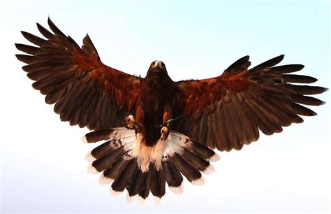Brown Eagle Brown Eagle Hawk Bird Prey Landing Wings Spread