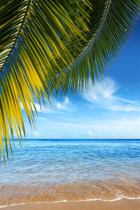 Tropical Beach Stock Photo Image Of Relax Summer Landscape 5614278