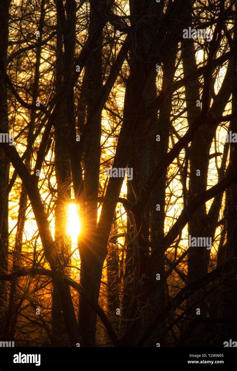Setting Sun Peeks Through A Stand Of Hardwood Trees Stock Photo Alamy