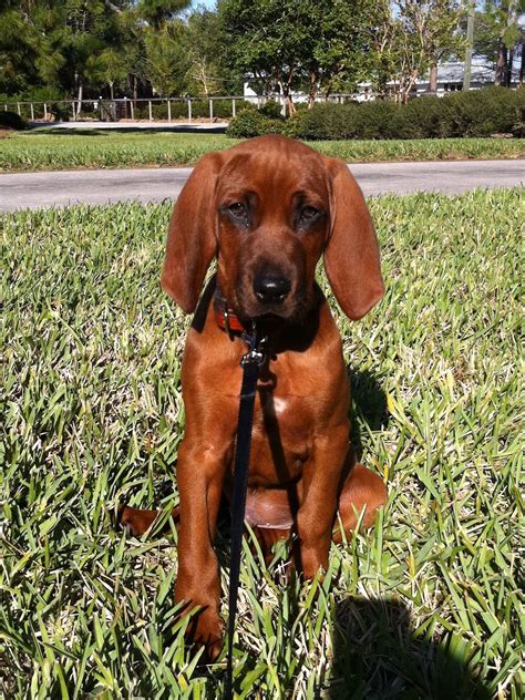 Red Coon Hound Puppies Redbone Coonhound Dog Breed Selector